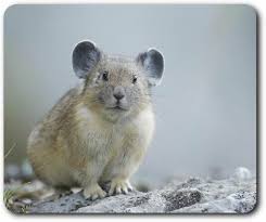 Tapis Souris APSRA Pika - L'accessoire idéal pour votre bureau